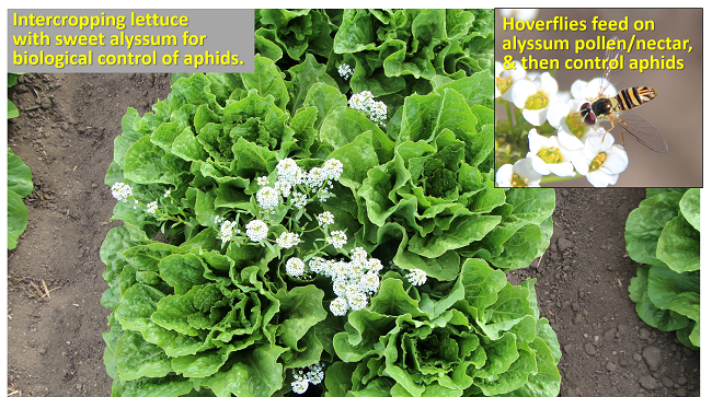 /ARSUserFiles/21904/Photos/Lettuce alyssum rs.png
